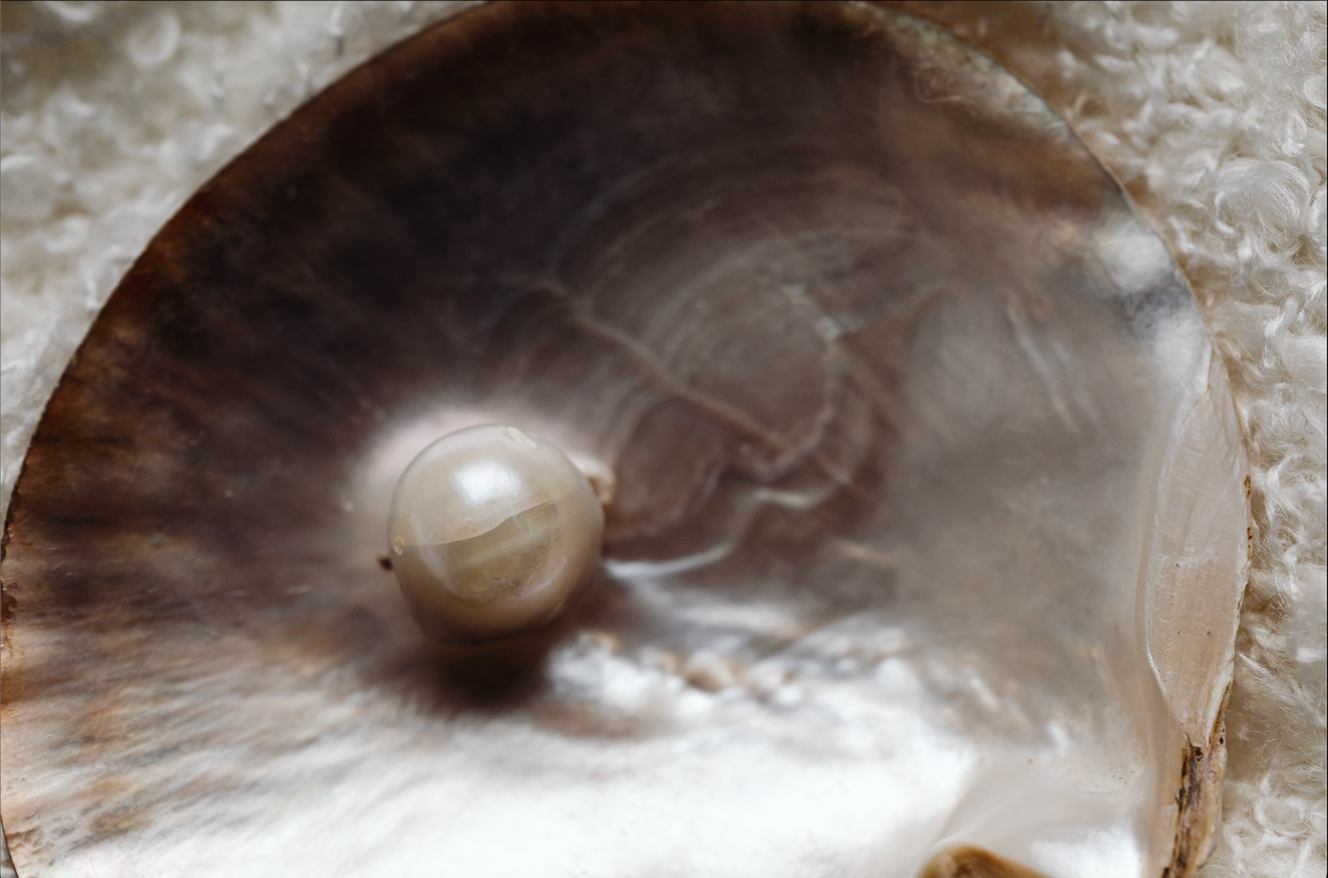 Pearl inside a shell on a textured surface