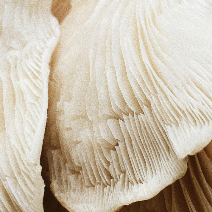 Close-up of a mushroom with detailed texture