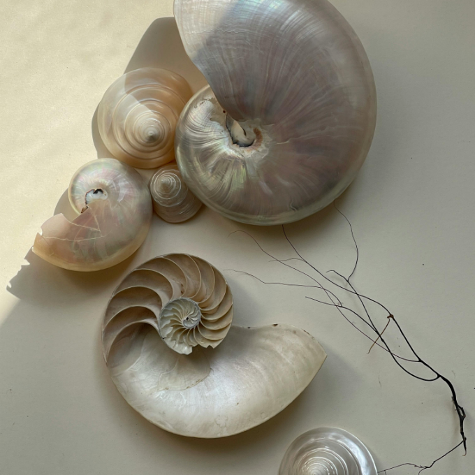 Three seashells of different sizes on a light background